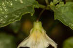 Cutleaf groundcherry